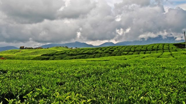 Perkebunan dan Pabrik Kelapa Terbesar di Asia Tenggara Siap Berdiri di Bangka Belitung