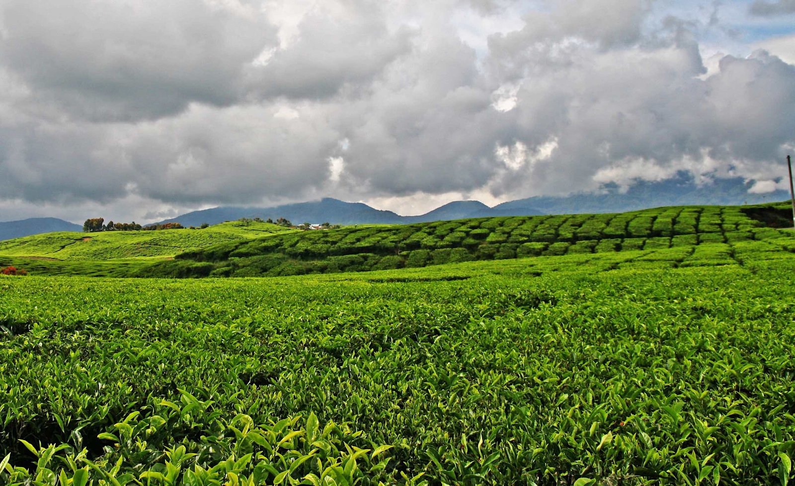 Perkebunan dan Pabrik Kelapa Terbesar di Asia Tenggara Siap Berdiri di Bangka Belitung