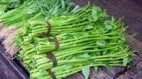 Kangkung: Sayuran Hijau Yang Kaya Manfaat Dan Mudah Diolah