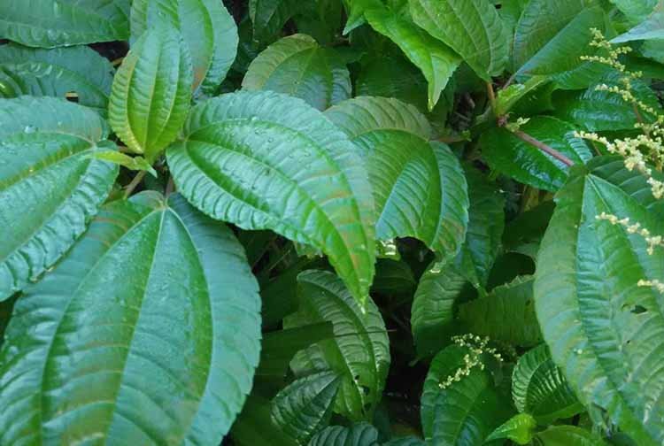 Daun Pohpohan: Si Hijau Segar Kaya Manfaat Dan Cara Mengolahnya